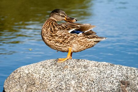 The mallard (Anas platyrhynchos) is a dabbling duck that breeds throughout the temperate and subtropical Americas, Eurasia, and North Africa.の写真素材