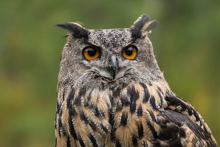 The Eurasian eagle-owl (Bubo bubo) is a species of eagle-owl that resides in much of Eurasia.の写真素材