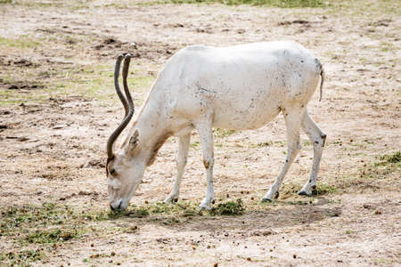 The addax (Addax nasomaculatus), also known as the white antelope and the screwhorn antelope, is an antelope of the genus Addax, that lives in the Sahara Desert.の写真素材