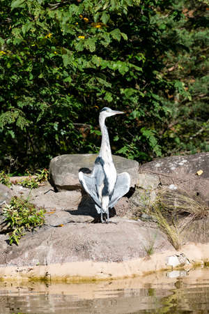 The grey heron (Ardea cinerea) is a long-legged predatory wading bird of the heron family, Ardeidae, native throughout temperate Europe and Asia and also parts of Africa.の写真素材