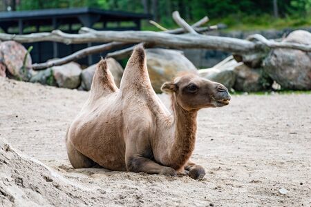 Camel.