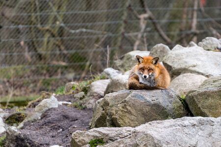 The red fox (Vulpes vulpes).の写真素材