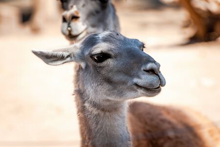 The guanaco (Lama guanicoe).