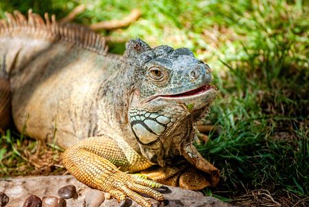 Iguana.の写真素材