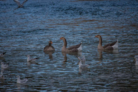 Geese on the riverの写真素材