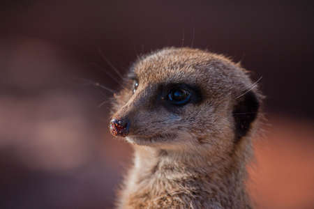 Meerkatの写真素材