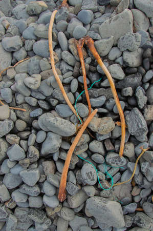 Kelp and stonesの写真素材