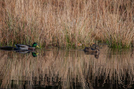 Mallard Reflectionの写真素材