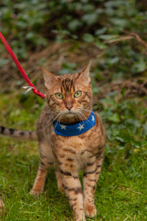 Bengal catの写真素材