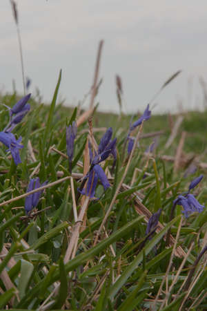 Dartmoor Bluebellsの写真素材