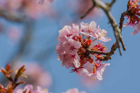 Cherry Blossomの写真素材