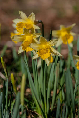 Spring Daffodilsの写真素材