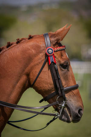 Brown Horse at South Devon Horse Showの写真素材