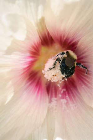 Closeup shot of a bumblebee feeding on a hollyhockの写真素材