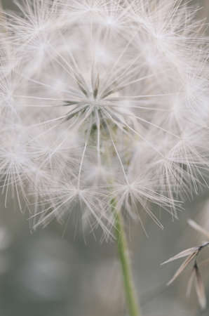 Closeup of a dandelion puffの写真素材