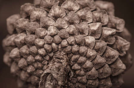 A closeup shot of the back of a pine coneの写真素材
