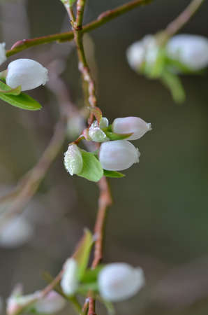 Macro shot of blueberry flowersの写真素材