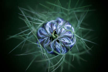 Macro shot of a blue flowerの写真素材