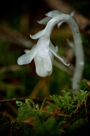 Macro shot of a white ghost plant on a mossy green backgroundの写真素材
