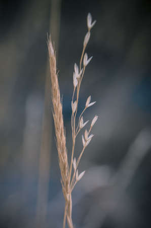 A lone piece of wheat up close