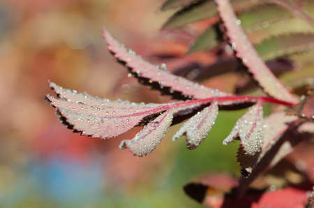 A macro shot of dew on mountain ash