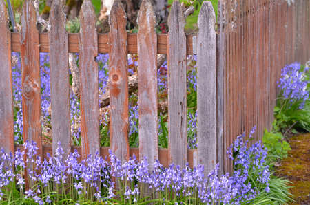Hyacinth growing along an old fenceの写真素材