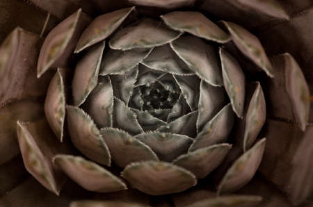 Macro of a succulent plant with patternsの写真素材
