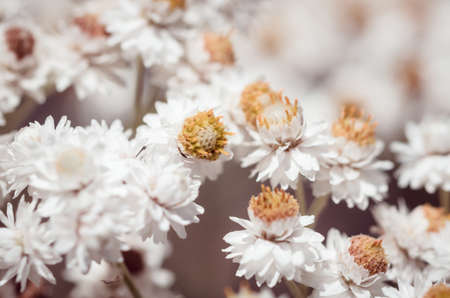 Macro shot of pearly everlasting white flowersの写真素材