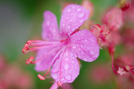 Macro shot of a pink flower covered in dewの写真素材