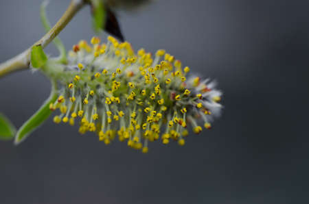 Macro shot of a flowering pussy willowの写真素材