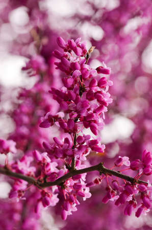 A macro shot of a red bud on a branchの写真素材