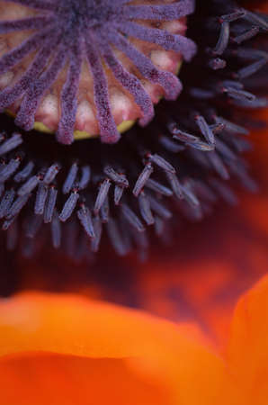 Closeup macro shot of the center of a poppy flowerの写真素材