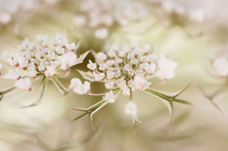Queen Anns Lace in the Lightの写真素材