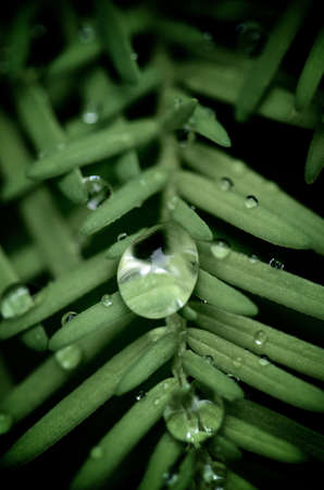 Macro shot of a large raindrop on a pine needle
