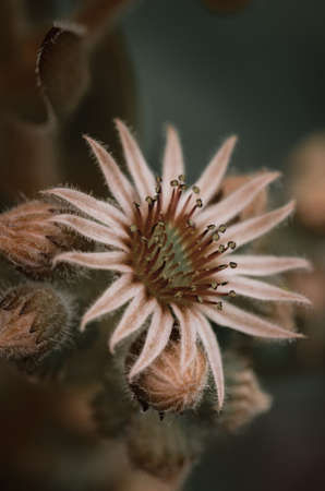 A macro shot of the flower of a sedum plantの写真素材