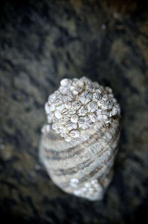 Barnacles on a shell on a rock in Oswald West State Park, Oregonの写真素材