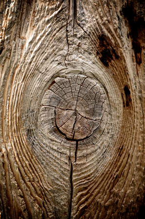 Closeup of a knot of wood in a treeの写真素材
