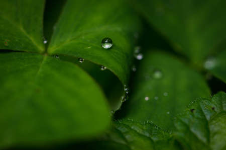 Macro shot of a raindrop on a clover leaf