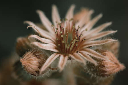 A macro shot of the center of a cedum flowerの写真素材