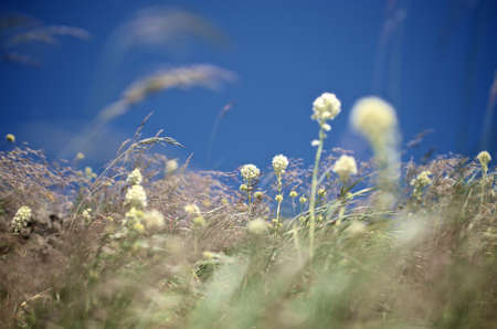 Soft Bear Grass swaying in the windの写真素材