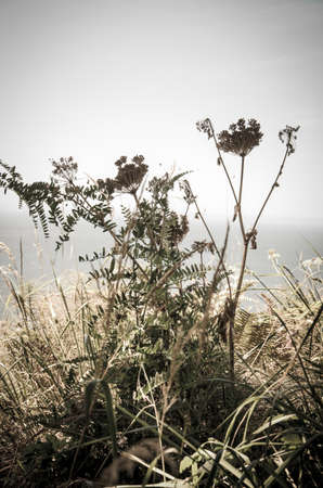 Some ferns and flowers on the edge of the Pacific Oceanの写真素材