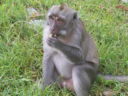 this is a photo of a monkey