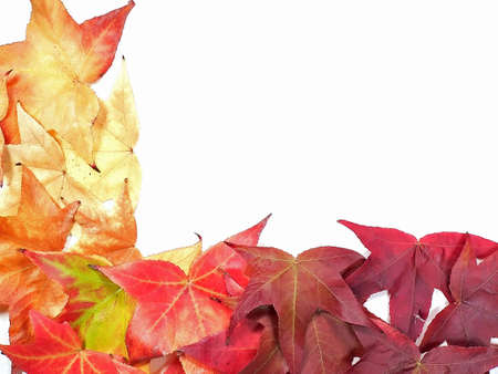 Rich Autumn Colorsの写真素材