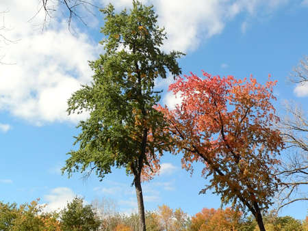 Autumn Foliage