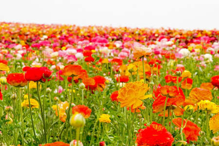 Fresh spring flowers in vivid blooming colors and sizesの写真素材