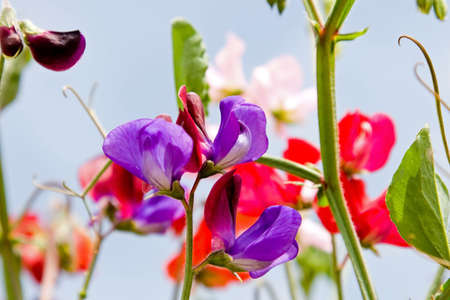 Fresh spring flowers in vivid blooming colors and sizesの写真素材