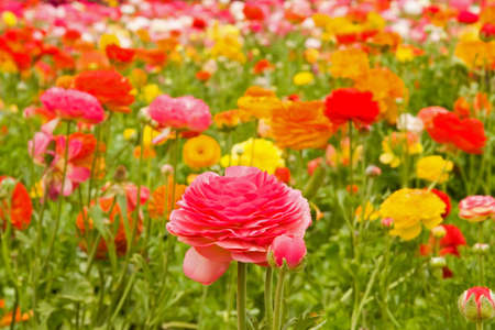 Fresh spring flowers in vivid blooming colors and sizesの写真素材