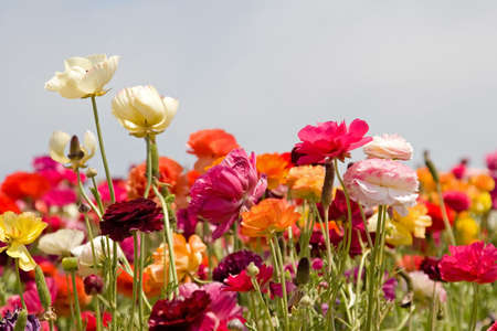 Fresh spring flowers in vivid blooming colors and sizes