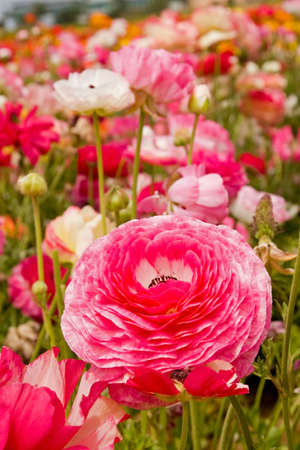 Fresh spring flowers in vivid blooming colors and sizes