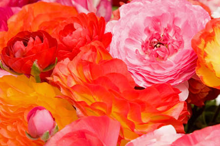 Fresh spring flowers in vivid blooming colors and sizes